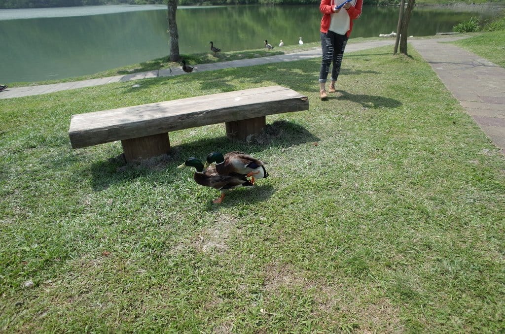 【2016宜蘭旅遊樂活】宜蘭縣政府風景區-梅花湖風景特定區騎自行車賞湖景