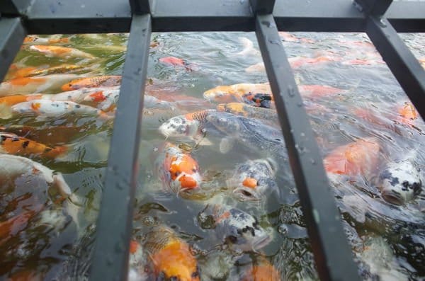 【2016宜蘭旅遊樂活】內城社區‧鐵牛力阿卡初體驗*親子農村初夏遊