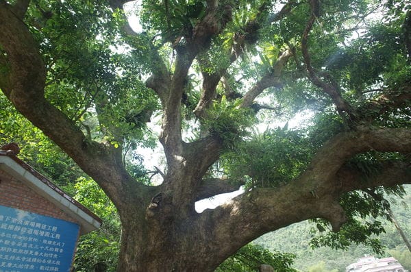 【2016宜蘭旅遊樂活】內城社區‧鐵牛力阿卡初體驗*親子農村初夏遊