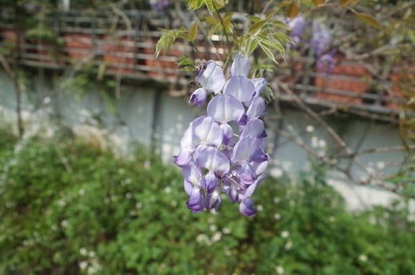 【2016宜蘭旅遊樂活】內城社區‧鐵牛力阿卡初體驗*親子農村初夏遊