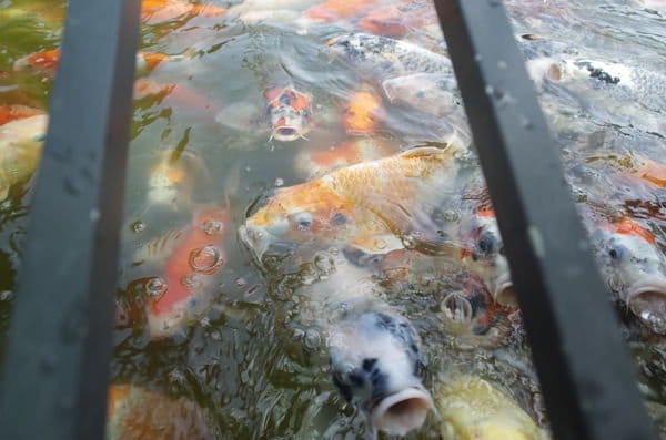 【2016宜蘭旅遊樂活】內城社區‧鐵牛力阿卡初體驗*親子農村初夏遊