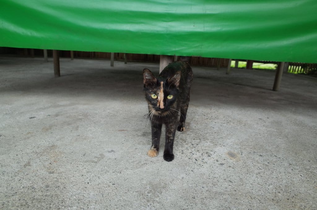 【旅遊樂活】新竹縣假日活動，諾曼第漆彈營~跟朋友一起漆彈烤肉，找回熱血動力