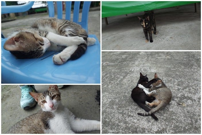 【旅遊樂活】新竹縣假日活動，諾曼第漆彈營~跟朋友一起漆彈烤肉，找回熱血動力