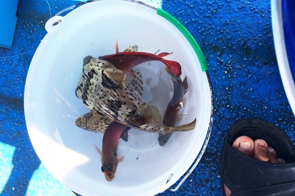 【旅遊樂活】澎湖大倉島 DAY2旅遊分享 碧海藍天之渡假、海上活動、8BQ (上) - 第17張圖 【旅遊樂活】澎湖大倉島 DAY2旅遊分享 碧海藍天之渡假、海上活動、8BQ (上)