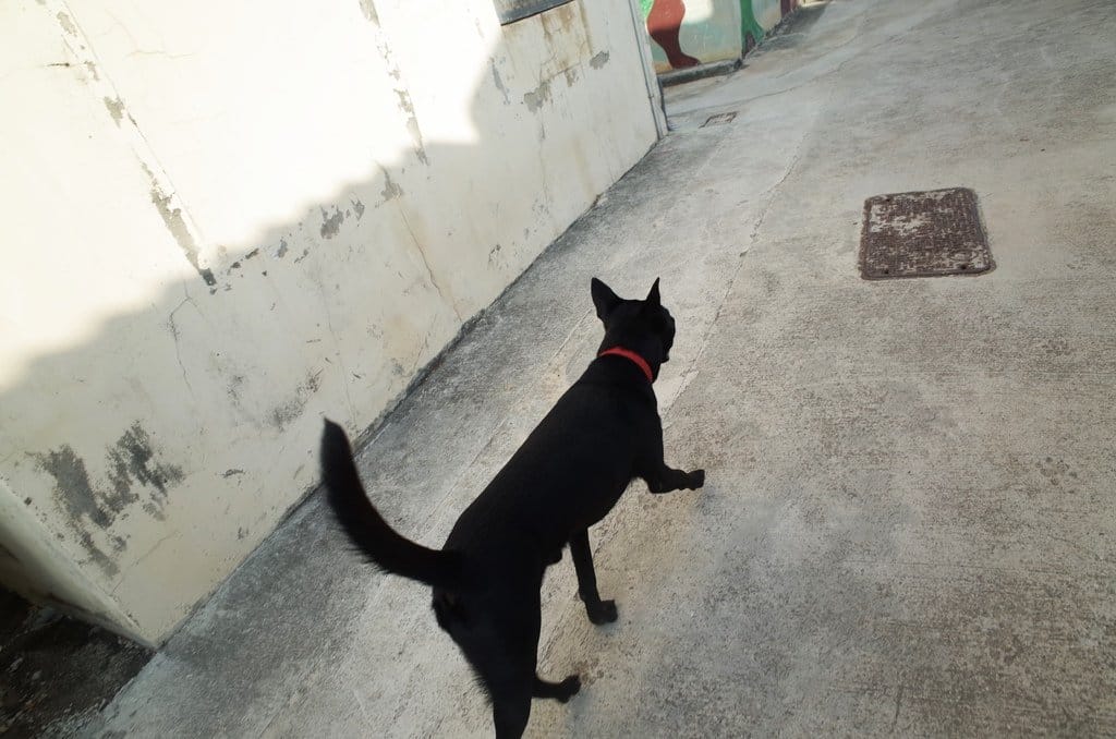 【旅遊樂活】澎湖大倉島 DAY2旅遊分享 碧海藍天之渡假、海上活動、8BQ (下) - 第52張圖 【旅遊樂活】澎湖大倉島 DAY2旅遊分享 碧海藍天之渡假、海上活動、8BQ (下)