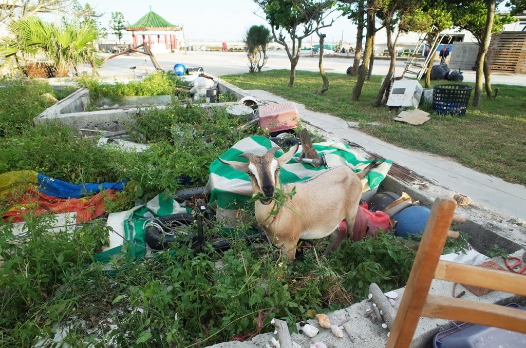 【旅遊樂活】澎湖大倉島 DAY2旅遊分享 碧海藍天之渡假、海上活動、8BQ (下) - 第13張圖 【旅遊樂活】澎湖大倉島 DAY2旅遊分享 碧海藍天之渡假、海上活動、8BQ (下)