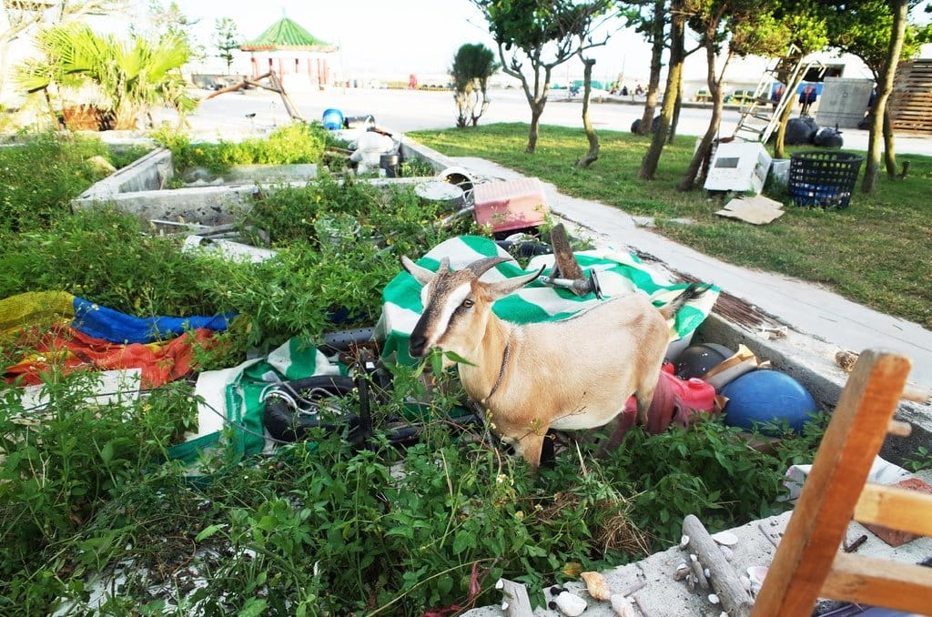 【旅遊樂活】澎湖大倉島 DAY2旅遊分享 碧海藍天之渡假、海上活動、8BQ (下) - 第14張圖 【旅遊樂活】澎湖大倉島 DAY2旅遊分享 碧海藍天之渡假、海上活動、8BQ (下)