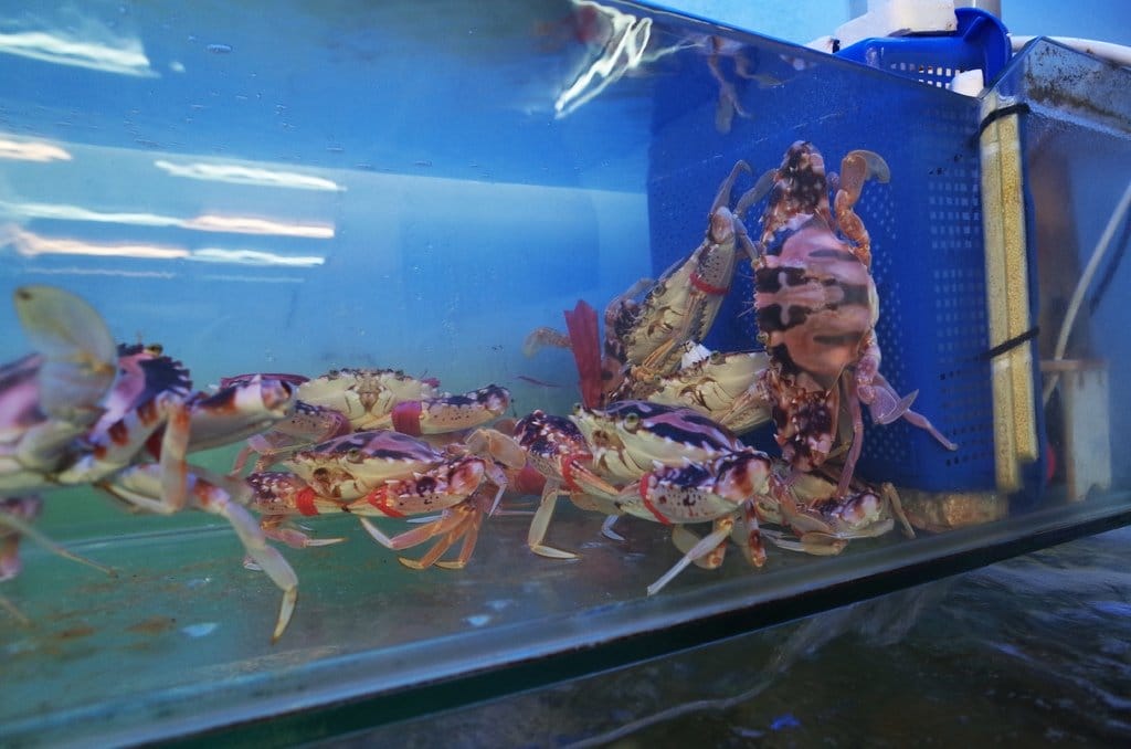 【好食分享】#ad 新竹 第一夯海鮮燒物〝新竹活體海鮮〞消夜首選好地方~喝了喇!! - 第12張圖 【好食分享】#ad 新竹 第一夯海鮮燒物〝新竹活體海鮮〞消夜首選好地方~喝了喇!!