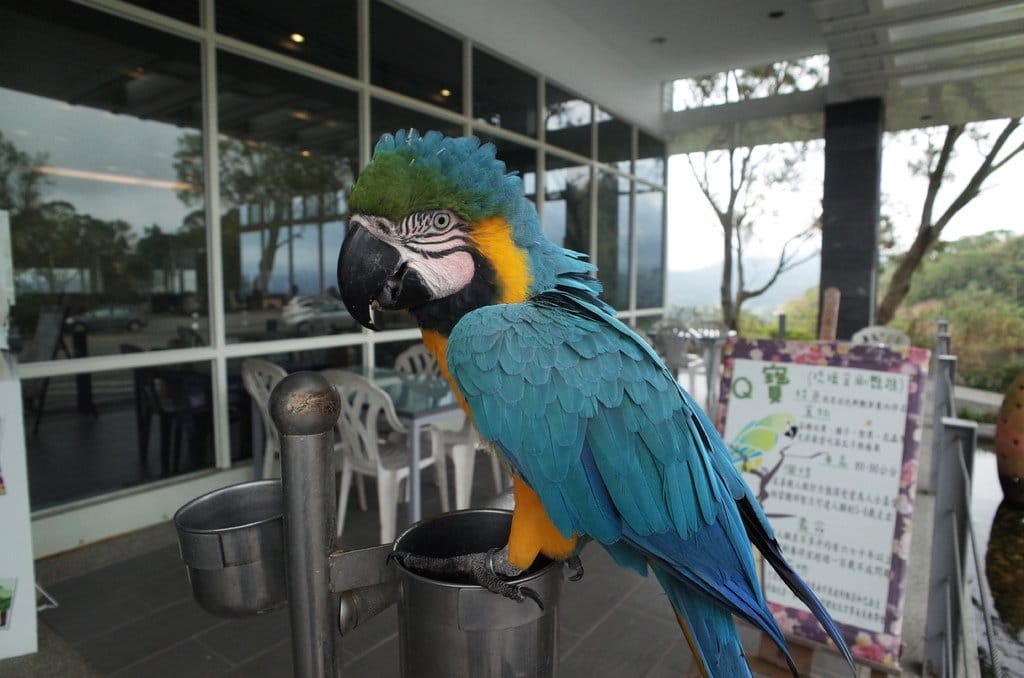 【好食分享】苗栗卓蘭 超美DER青青草原，自然風情風箏餐廳 大仁哥我來了!!