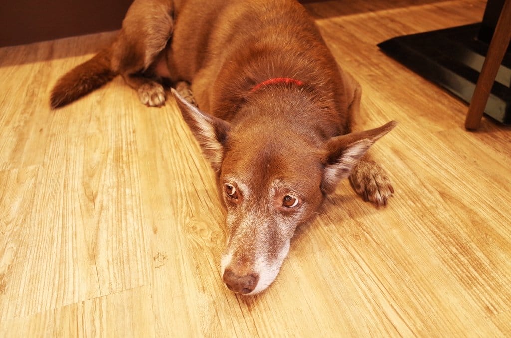 【好食分享】新竹竹北 寵物友善餐廳一個放鬆的小角落 貓爪咖啡 鋼彈同好會(好停車) - 第26張圖 【好食分享】新竹竹北 寵物友善餐廳一個放鬆的小角落 貓爪咖啡 鋼彈同好會(好停車)