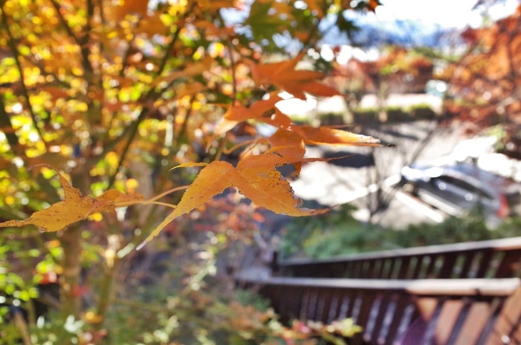 【生活分享】清境住宿推薦，超美清境佛羅倫斯渡假山莊君士坦丁堡，聖誕夜相遇在楓紅中