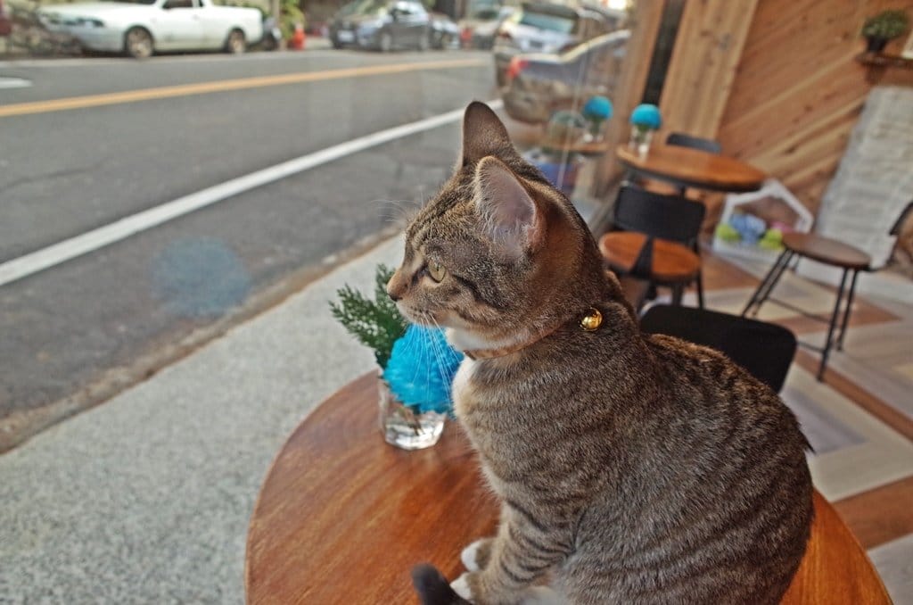 【好食分享】新竹超美ig打卡聖地荷芙亭，連甜點都美到不要不要der