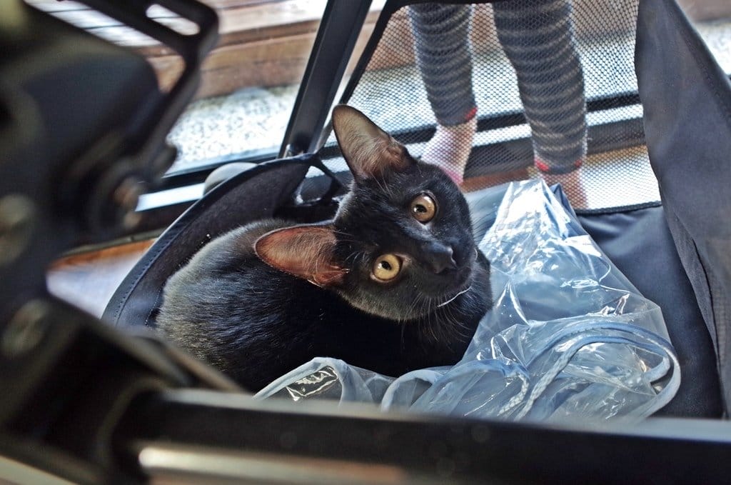 【好食分享】新竹超美ig打卡聖地荷芙亭，連甜點都美到不要不要der