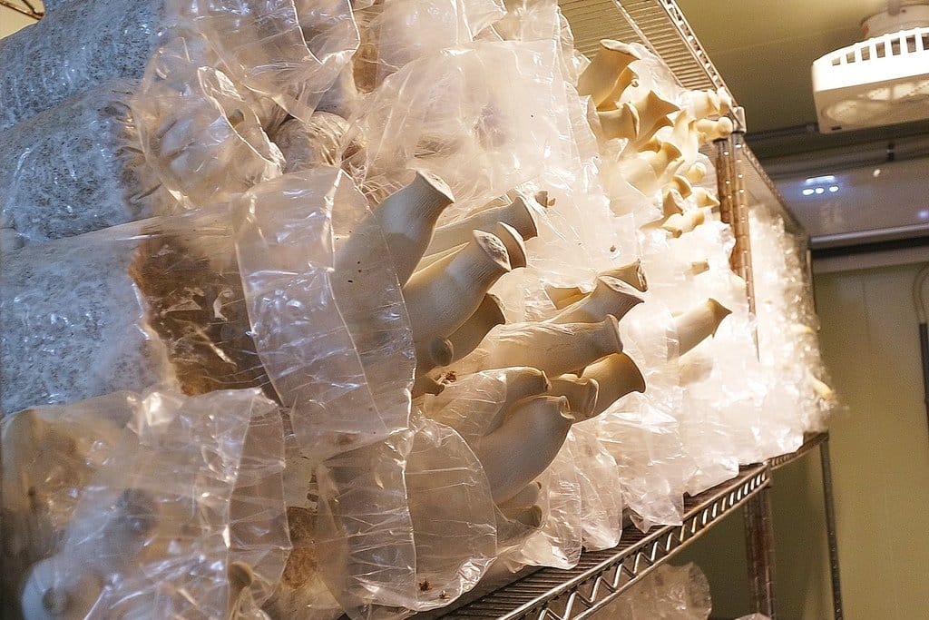 【好食分享】桃園龜山 Bistro181法國餐廳,不但浪漫又好吃,獨特的溫室有機種植,還能吃得好健康 - 第36張圖 【好食分享】桃園龜山 Bistro181法國餐廳,不但浪漫又好吃,獨特的溫室有機種植,還能吃得好健康