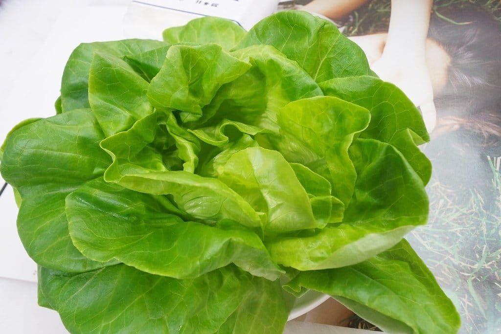 【生活分享】甜蜜媽咪夏季無負擔輕食推薦,自己動手做,營養師輕食,水耕蔬菜,希臘優格 - 第12張圖 【生活分享】甜蜜媽咪夏季無負擔輕食推薦,自己動手做,營養師輕食,水耕蔬菜,希臘優格