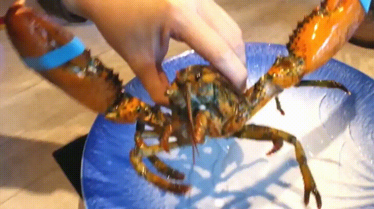 【好食分享】新竹必吃推薦,山上走走日式無菜單海鮮鍋物,活體龍蝦、馬糞海膽、A5和牛、松露龍蝦雜炊粥、金箔冰淇淋