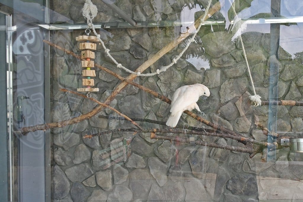 【好食分享】新竹竹東卡菲努努景觀餐廳,寵物友善,辦公、聚餐、下午茶、咖啡,打卡景點推薦 - 第5張圖 【好食分享】新竹竹東卡菲努努景觀餐廳,寵物友善,辦公、聚餐、下午茶、咖啡,打卡景點推薦