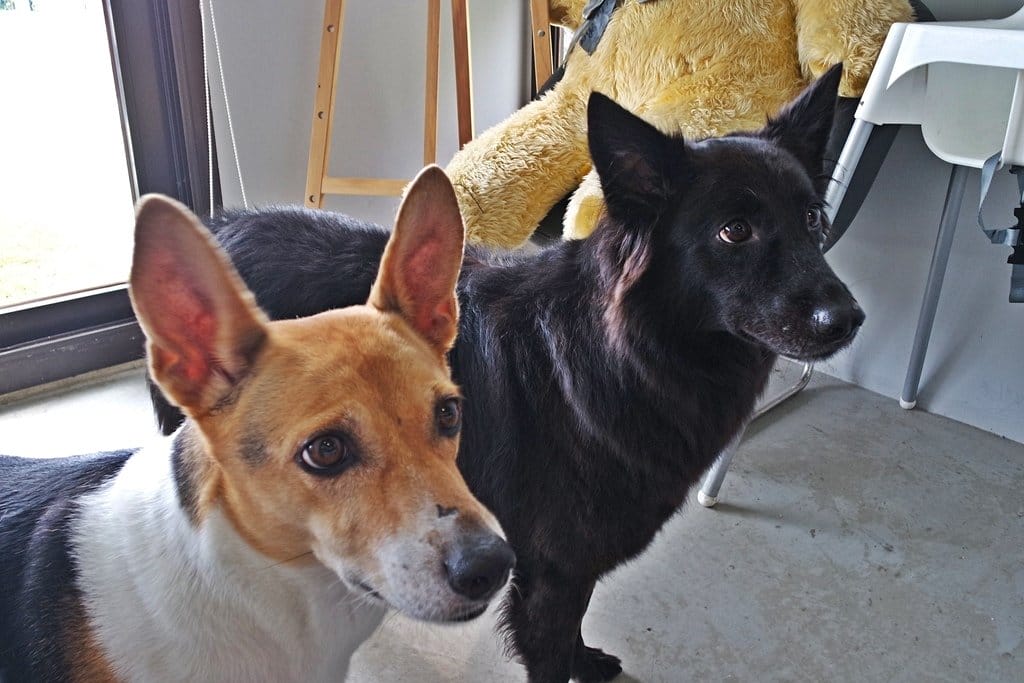 ‘ Manor 莫內咖啡莊園,寵物友 莫內咖啡莊園善餐廳,深坑臭豆腐披薩