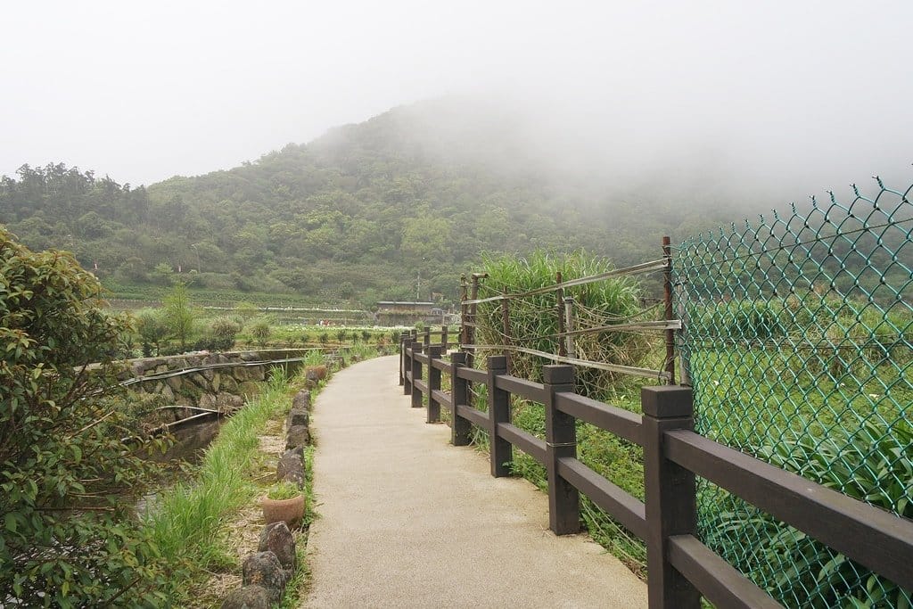 【新北景點】2020陽明山竹子湖花季,「芋望塵世」超美海芋季已經開始了呦,附上交通資訊 - 第5張圖 【新北景點】2020陽明山竹子湖花季,「芋望塵世」超美海芋季已經開始了呦,附上交通資訊
