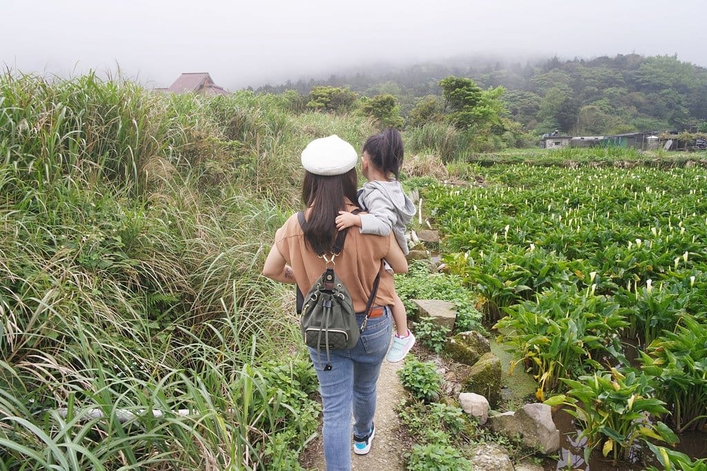 【新北景點】2020陽明山竹子湖花季,「芋望塵世」超美海芋季已經開始了呦,附上交通資訊 - 第10張圖 【新北景點】2020陽明山竹子湖花季,「芋望塵世」超美海芋季已經開始了呦,附上交通資訊