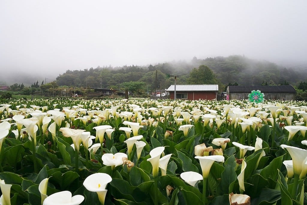 【新北景點】2020陽明山竹子湖花季,「芋望塵世」超美海芋季已經開始了呦,附上交通資訊 - 第7張圖 【新北景點】2020陽明山竹子湖花季,「芋望塵世」超美海芋季已經開始了呦,附上交通資訊