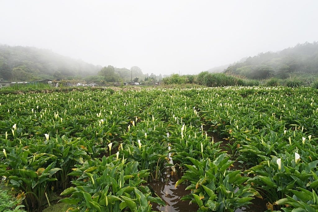 【新北景點】2020陽明山竹子湖花季,「芋望塵世」超美海芋季已經開始了呦,附上交通資訊 - 第9張圖 【新北景點】2020陽明山竹子湖花季,「芋望塵世」超美海芋季已經開始了呦,附上交通資訊