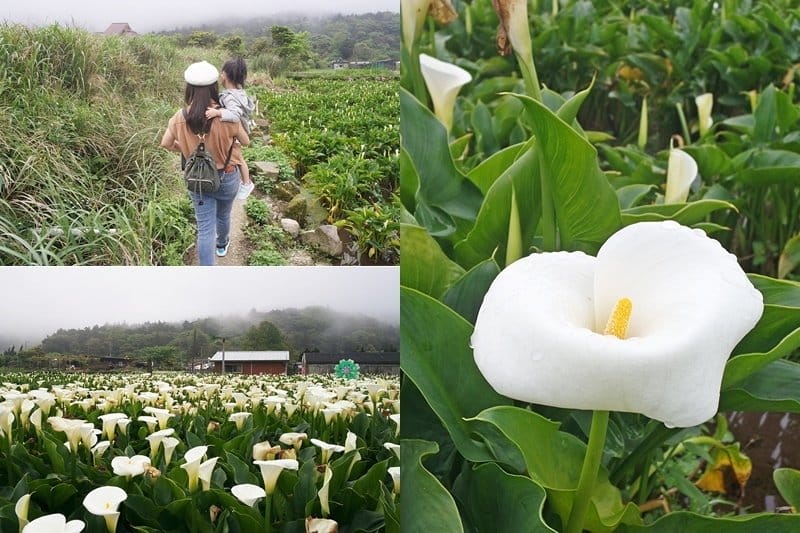 【住宿分享】賞花新北一日遊,中永和住宿推薦,沐舍時尚酒店兩天一夜附早餐,近捷運橋和站,商務飯店 - 第24張圖 【住宿分享】賞花新北一日遊,中永和住宿推薦,沐舍時尚酒店兩天一夜附早餐,近捷運橋和站,商務飯店