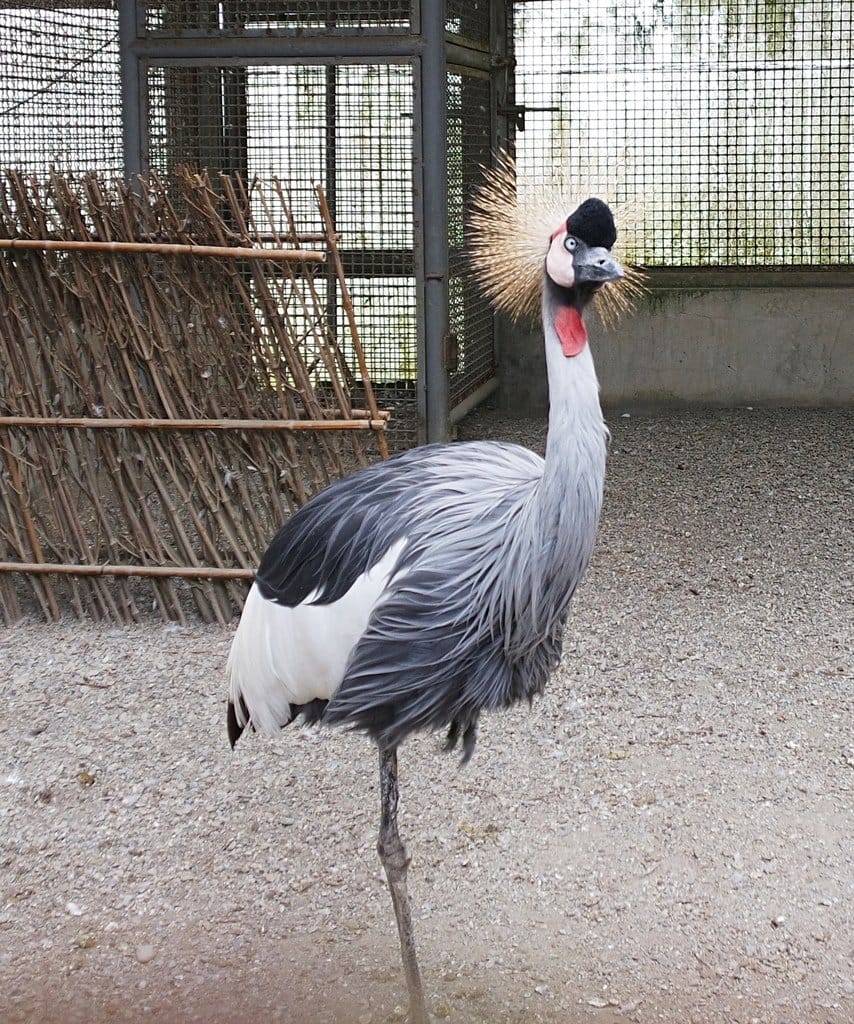 【南投景點】鹿谷鄉,國立自然科學博物館,鳳凰谷鳥園生態園區,親子旅遊推薦,森林長坡溜滑梯,吊橋