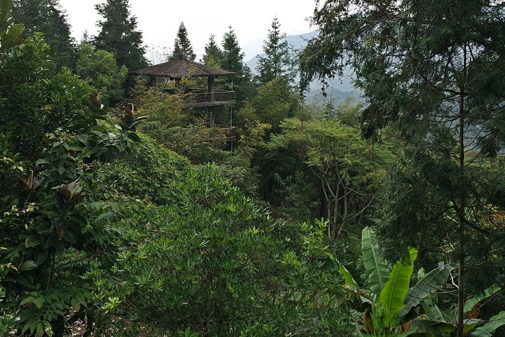 【南投景點】鹿谷鄉,國立自然科學博物館,鳳凰谷鳥園生態園區,親子旅遊推薦,森林長坡溜滑梯,吊橋