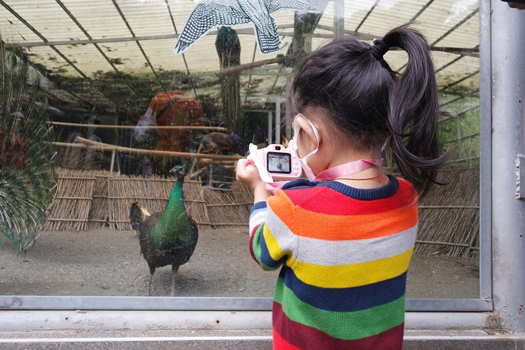 【南投景點】鹿谷鄉,國立自然科學博物館,鳳凰谷鳥園生態園區,親子旅遊推薦,森林長坡溜滑梯,吊橋