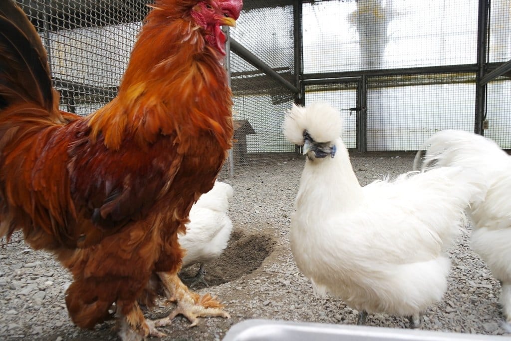 【南投景點】鹿谷鄉,國立自然科學博物館,鳳凰谷鳥園生態園區,親子旅遊推薦,森林長坡溜滑梯,吊橋