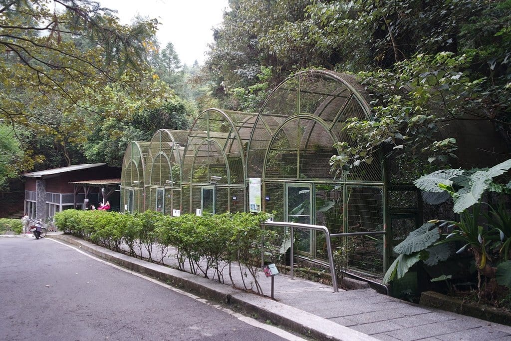 【南投景點】鹿谷鄉,國立自然科學博物館,鳳凰谷鳥園生態園區,親子旅遊推薦,森林長坡溜滑梯,吊橋