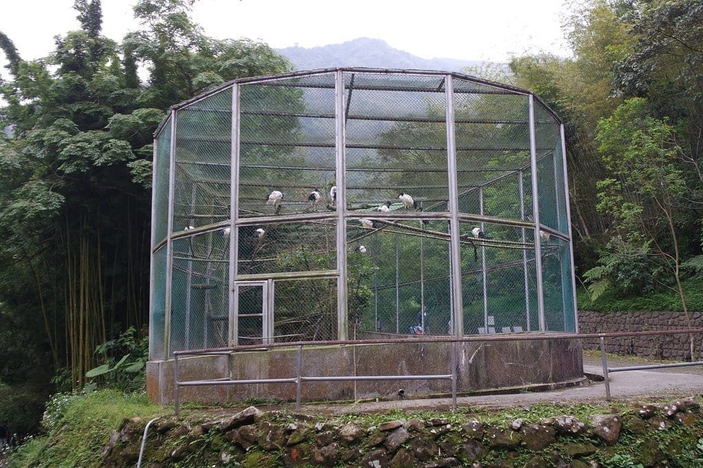 【南投景點】鹿谷鄉,國立自然科學博物館,鳳凰谷鳥園生態園區,親子旅遊推薦,森林長坡溜滑梯,吊橋