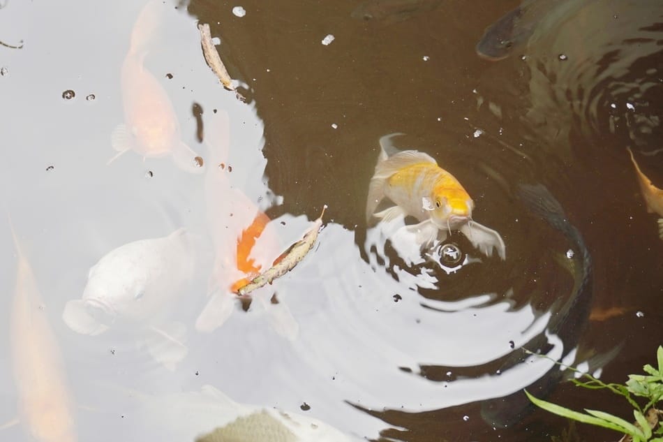 【田寮農莊】台中南屯,寵物友善,景觀餐廳,落羽松秘境 【田寮農莊】台中南屯,寵物友善,景觀餐廳,落羽松秘境