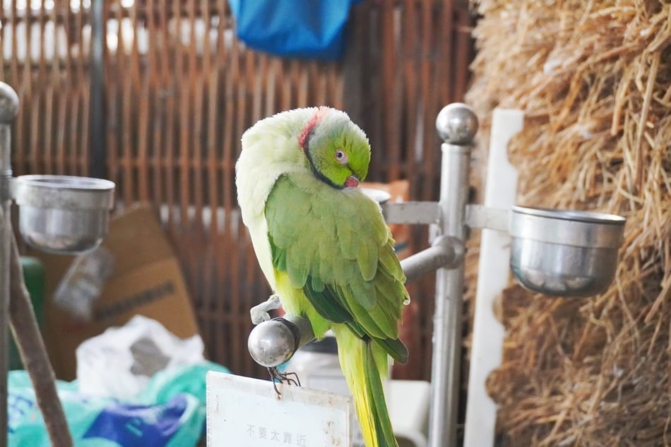 【田寮農莊】台中南屯,寵物友善,景觀餐廳,落羽松秘境 【田寮農莊】台中南屯,寵物友善,景觀餐廳,落羽松秘境