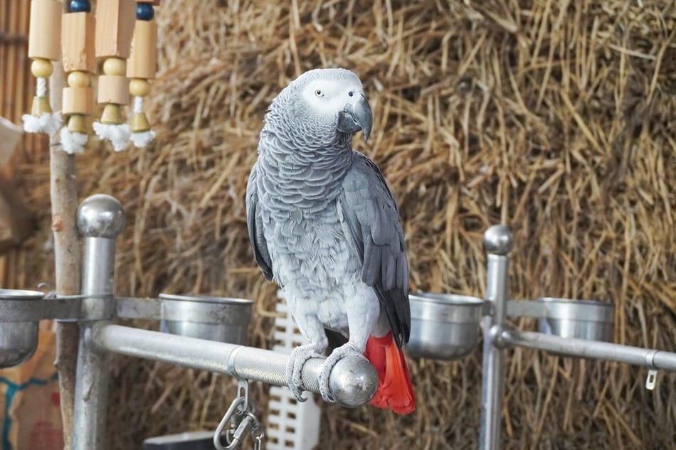【田寮農莊】台中南屯,寵物友善,景觀餐廳,落羽松秘境 【田寮農莊】台中南屯,寵物友善,景觀餐廳,落羽松秘境