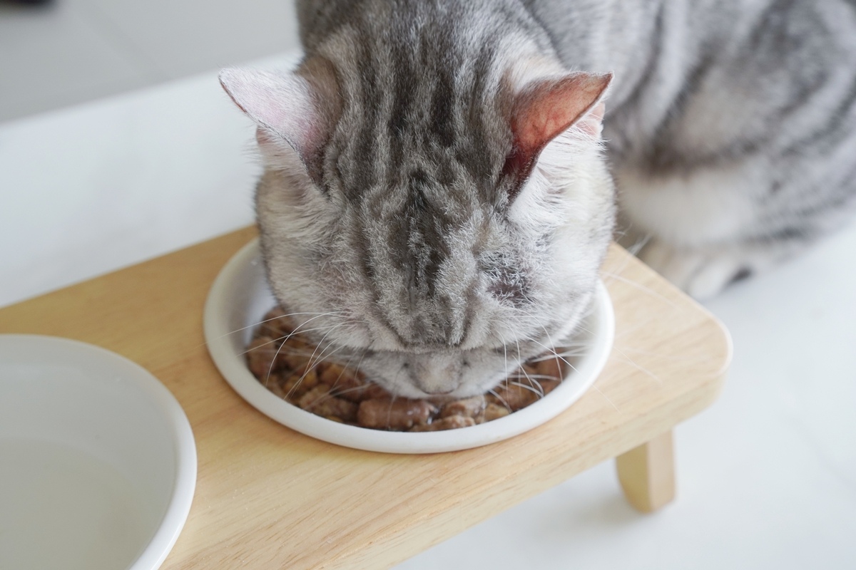 貓免疫力保健粉推薦喵趣好免疫 貓免疫力保健粉推薦喵趣好免疫