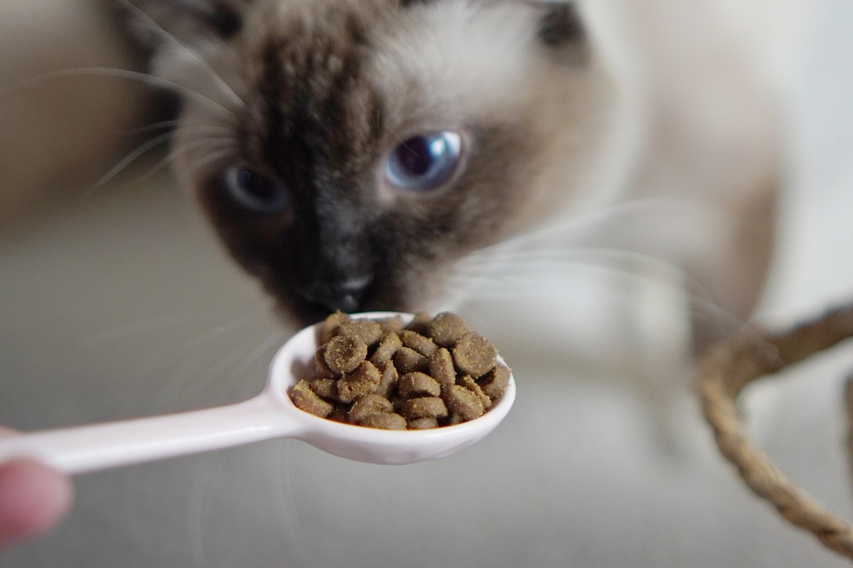 【美國原點 Instinct】幼貓飼料推薦，美國飼料領導品牌，讓貓咪一暝大一吋的秘密！