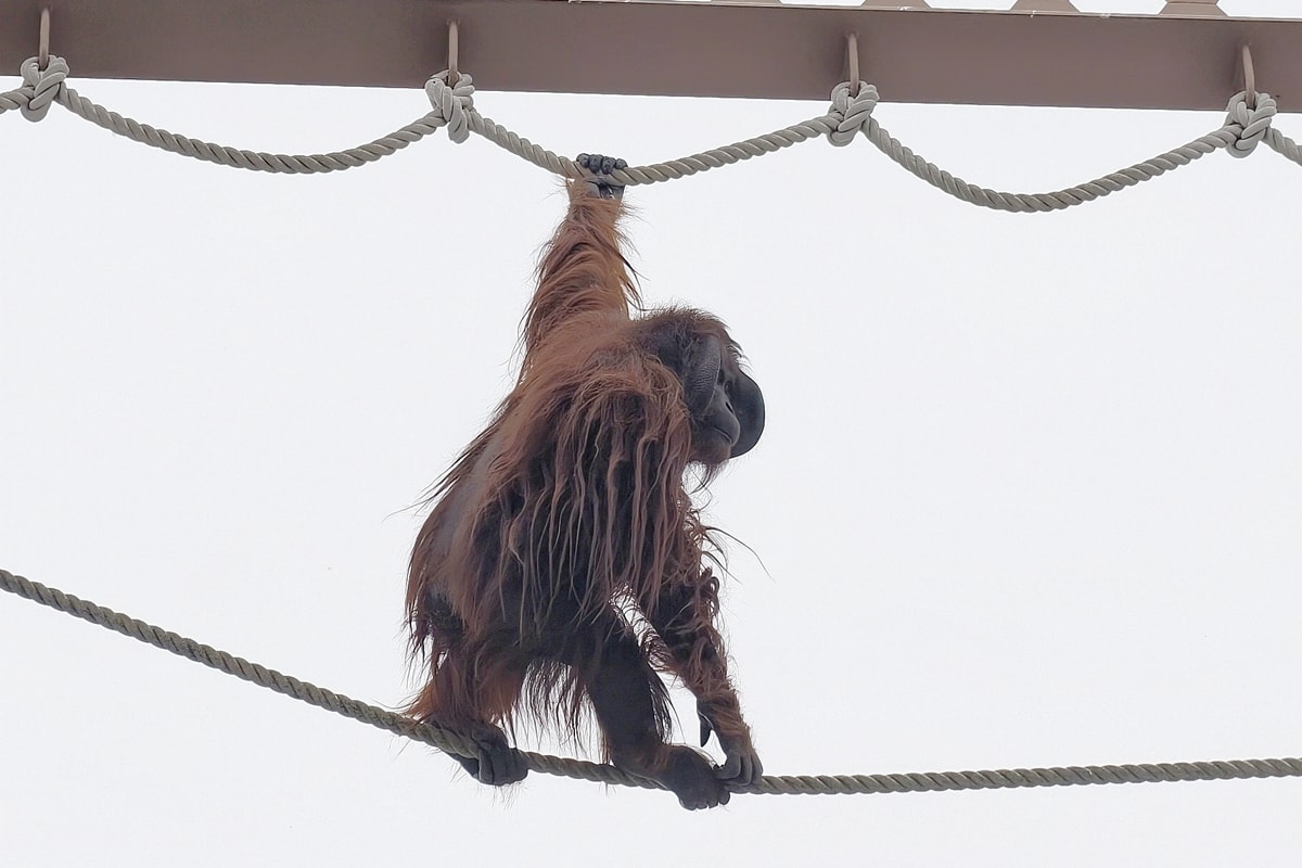 【北海道旭川市】2026親子旅遊推薦，看企鵝、北極熊，旭山動物園全攻略：門票交通、園區資訊