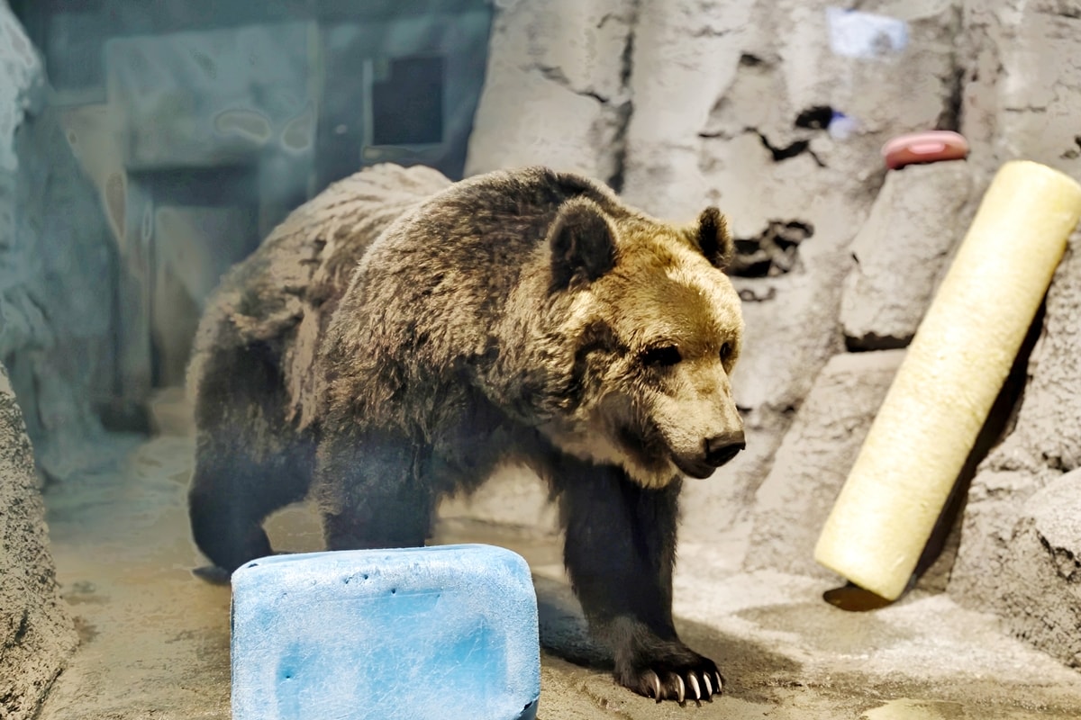 【北海道旭川市】2026親子旅遊推薦，看企鵝、北極熊，旭山動物園全攻略：門票交通、園區資訊