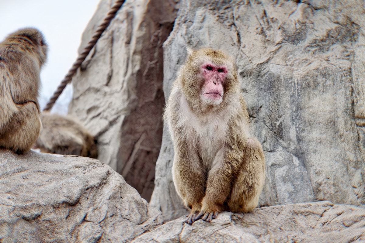 【北海道旭川市】2026親子旅遊推薦，看企鵝、北極熊，旭山動物園全攻略：門票交通、園區資訊