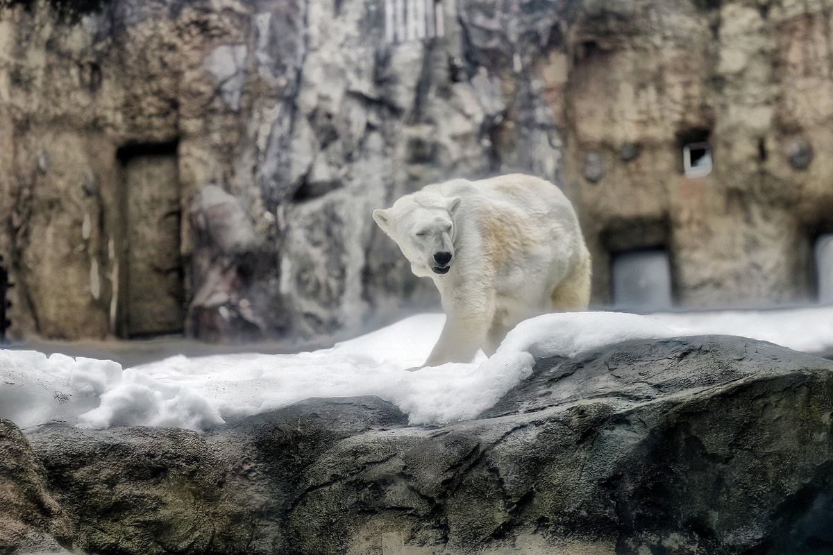 【北海道旭川市】2026親子旅遊推薦，看企鵝、北極熊，旭山動物園全攻略：門票交通、園區資訊