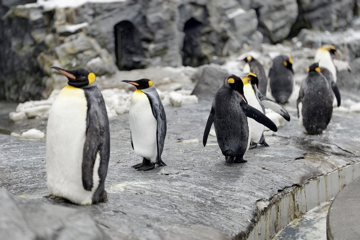【北海道旭川市】2026親子旅遊推薦,看企鵝、北極熊,旭山動物園全攻略:門票交通、園區資訊 - 第4張圖 【北海道旭川市】2026親子旅遊推薦,看企鵝、北極熊,旭山動物園全攻略:門票交通、園區資訊