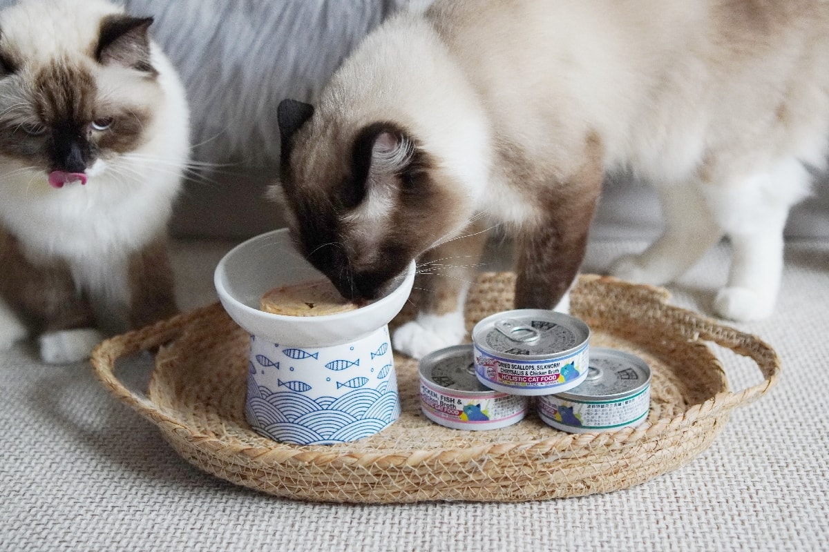 PURRFACT 波菲特貓用主食罐：貓奴必看！質地是慕絲狀，挑食貓咪與老貓的最佳主食罐